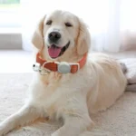 Dog Collar Reflective Adjustable Puppy Leash With Bell Lightweight Breathable Escape Proof Cat Necklace For Train Pet Supplies